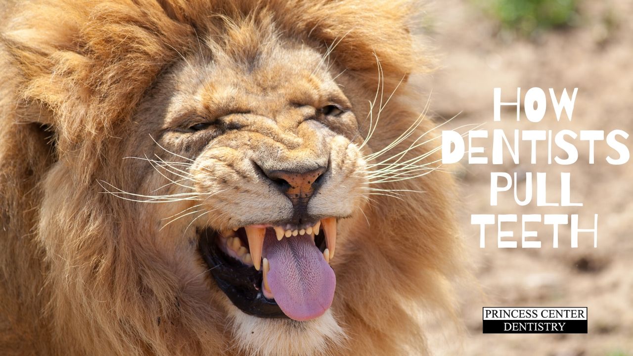 A lion with enormous teeth